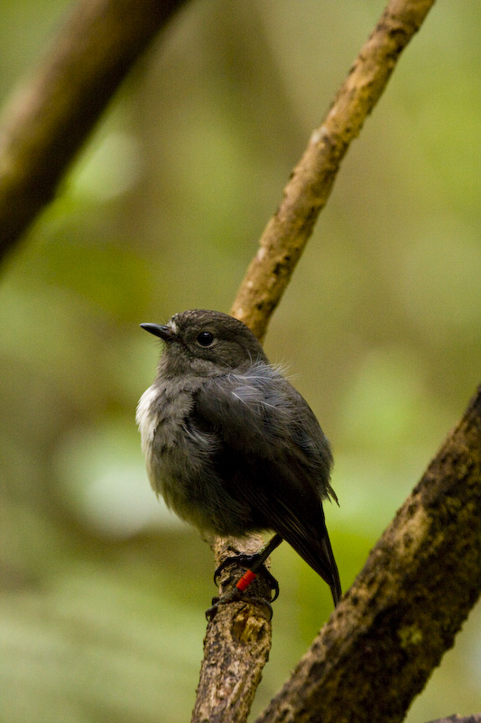 New Zealand Robin